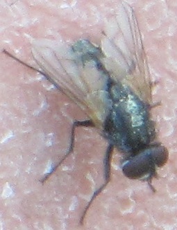 a photo of a dirty filthy fly that landed on my arm